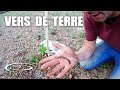 Compter les vers de terre dans son sol  2017