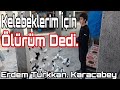 Kelebeklerim İçin Ölürüm Dedi. Erdem Türkkan. Bursa Karacabey Kelebek Güvercini Kümesleri.