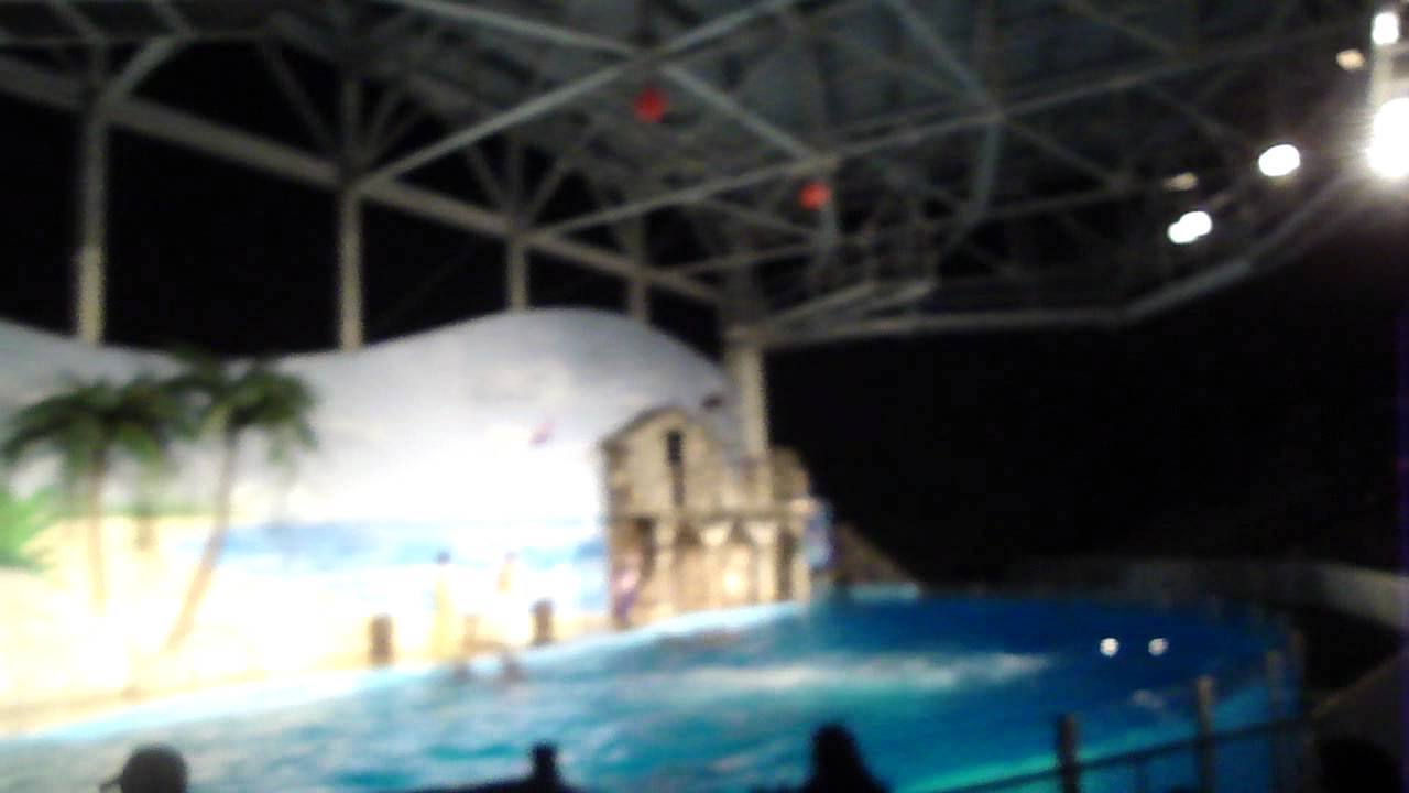 six-flags-discovery-kingdom-dolphin-show-youtube