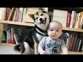 Dogs and babies are good friends - Cute dog & baby compilation