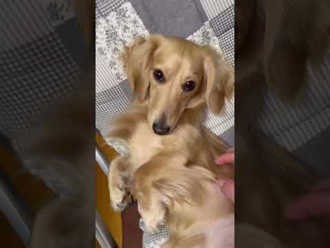 ミニチュアダックスの休憩 #shorts