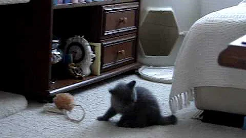 Video 11360811: british shorthair cattery, amazing british shorthair