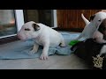 Bullterrier puppy/ щенки стандартного бультерьера