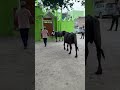 Ye Sunnat E Ibrahimi Hai Ise Ada Kre Bakraeid Islamicshorts Deensquad Thedeen Eiduladha2025 Ye Sunnat E Ibrahimi Hai Ise Ada Kre Bakraeid Islamicshorts Deensquad Thedeen Eiduladha2025