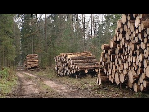 ECJ rules Polish logging breaks EU environmental laws