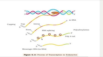 MOLECULAR BASIS OF INHERITANCE -ANALYSIS OF DIAGRAMS | Kerala Higher Secondary | Plus Two | Zoology