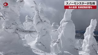 【速報】スノーモンスターが危機に 虫の食害 気候変動影響も