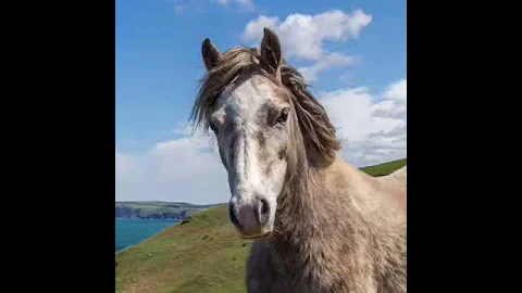 Pony Tails by Susan Jameson