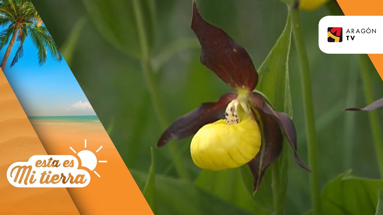 La orquídea Zapatito de Dama