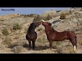 Making A Horse Do Things That Does Not Help The Horse