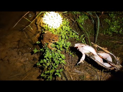 Video: Apa yang dimakan katak? Jenis katak. Katak di alam