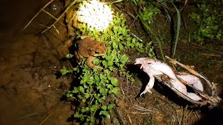 Download Lagu Ini beda katak beracun dan tidak beracun MP3