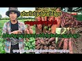 ដំឡូងជ្វា #ចង់ដាំដំឡូងជ្វាអាចសហការជាមួយខ្ញុំបាន ខ្ញុំនឹងជាអ្នកទទួលទិញមកវិញ