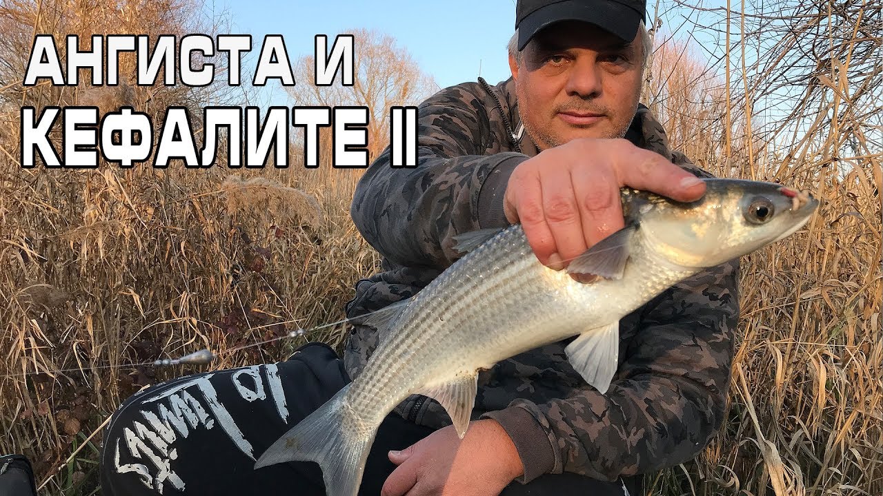 Ангиста и кефалите