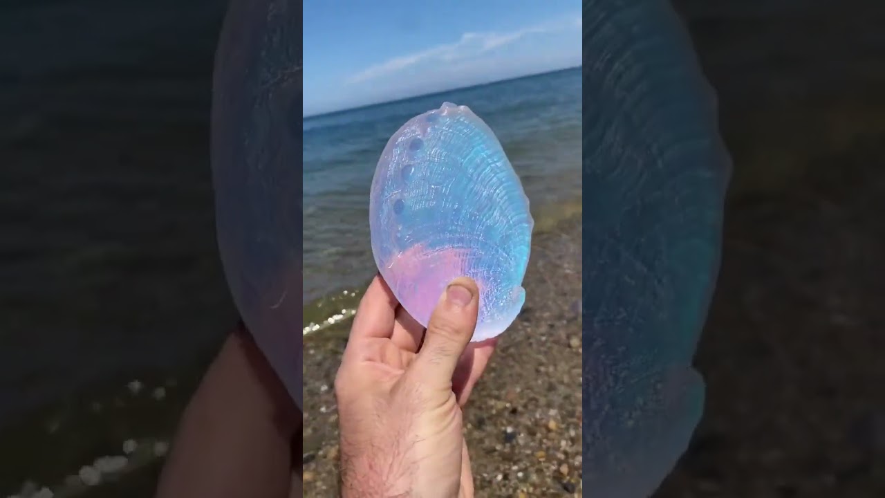 ✨ Incredible beauty. Shells made of glass that glow all the colors of the rainbow in the sun.