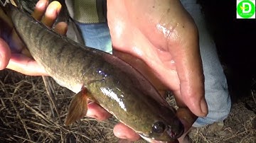 Cắm câu mồi nhái ở cánh đồng lúa non l  Fishing