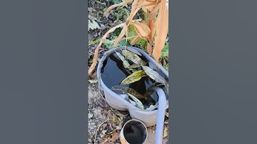 How to throw cut nail into the water #tutorial #satisfying #absurd #uselessfacts