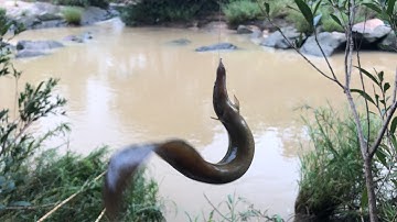 Câu cá chạch lấu mùa nước lũ .nước lũ tràn về dữ dội