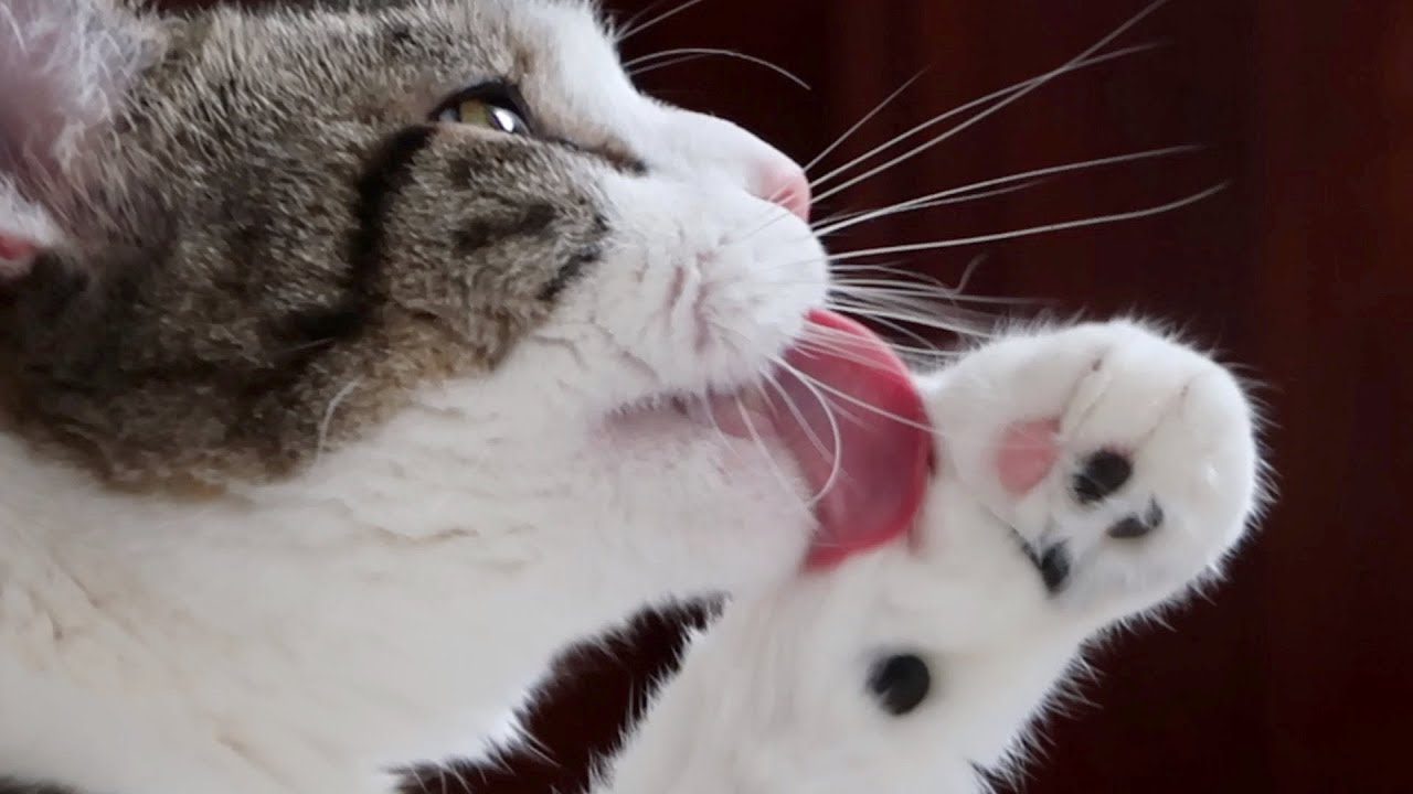 cute cats for sale Boo Day 314 - Simba's Warnings And Litter With A Prize Inside - Socializing A Feral Cat