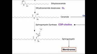 Sphingolipids | Biosynthesis