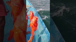 catching in sea fish in deep sea like share comment views kasimedu fishing follow shorts