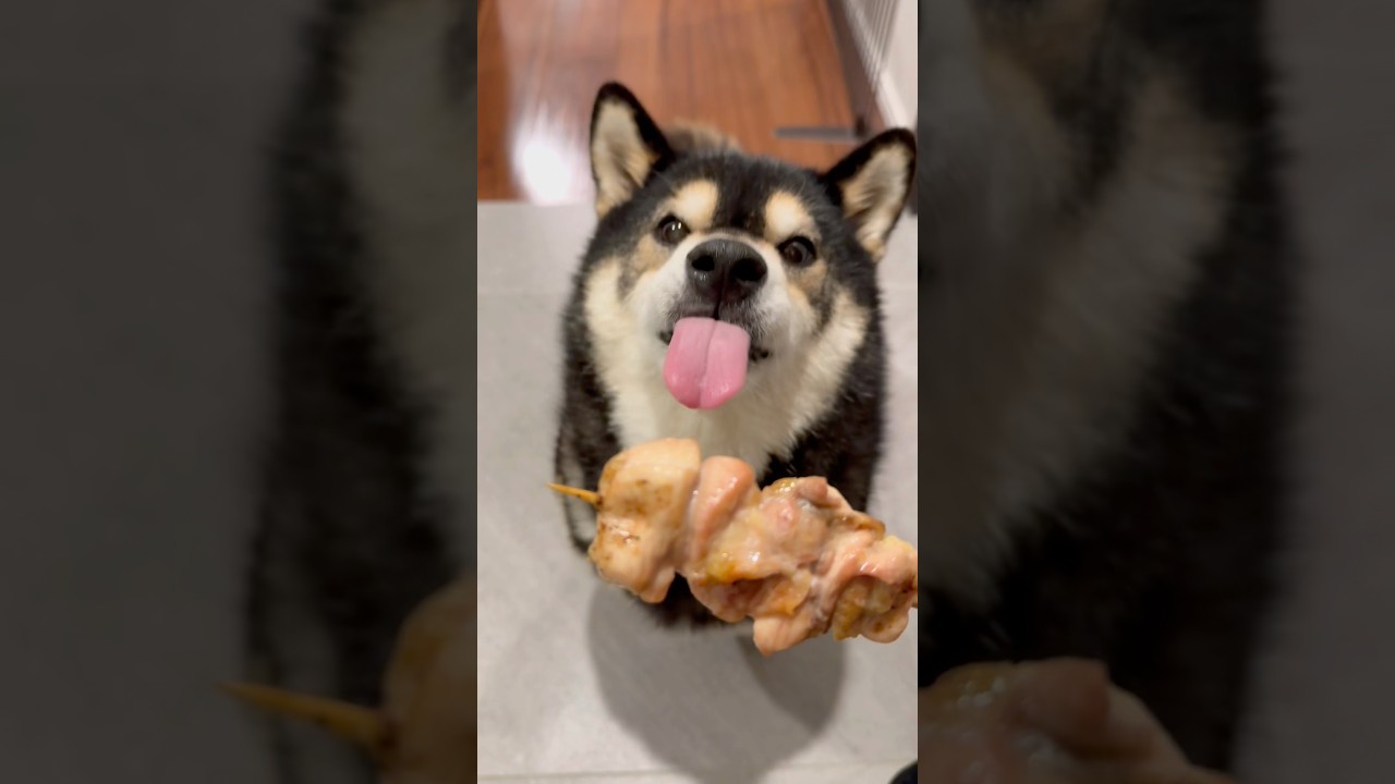 焼き鳥の匂いがしたので散歩コースを変えてまで粘り勝ちした柴犬　#柴犬 #shibainu