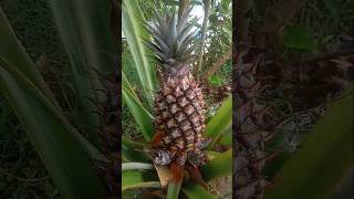 Pineapple Pineapple Tree