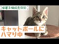 【保護子猫成長日記】キャットポールにハマる子猫(ボンビアルコン)