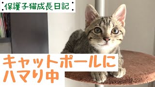 【保護子猫成長日記】キャットポールにハマる子猫(ボンビアルコン)