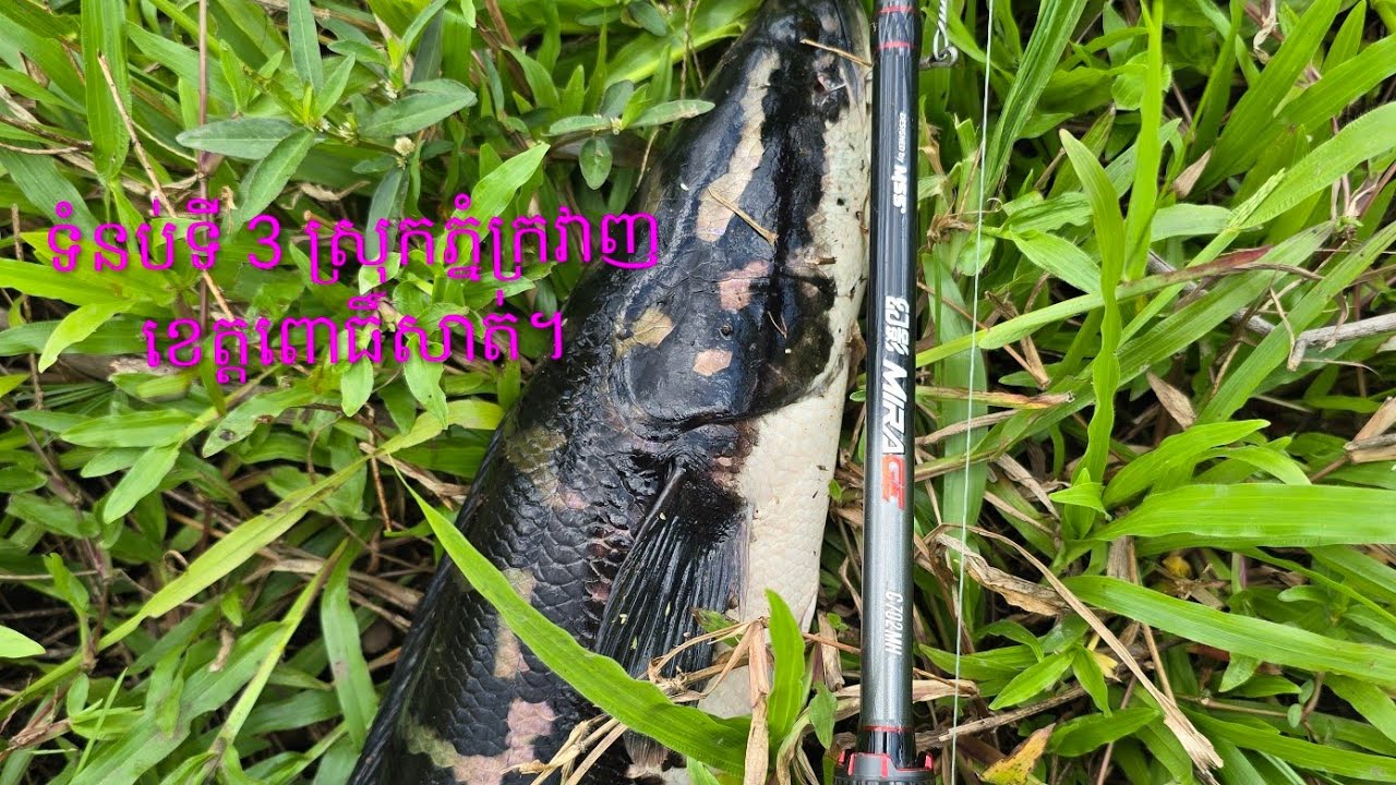 ទំនប់ទីបី ព្រៃភ្នំស្រស់ស្អាត បីនាក់សង្វាតបបបក់ត្រីឆ្ដោរ #ឆ្ដោរបណ្ដើរកូន #ញ័រសាច់ #fishing