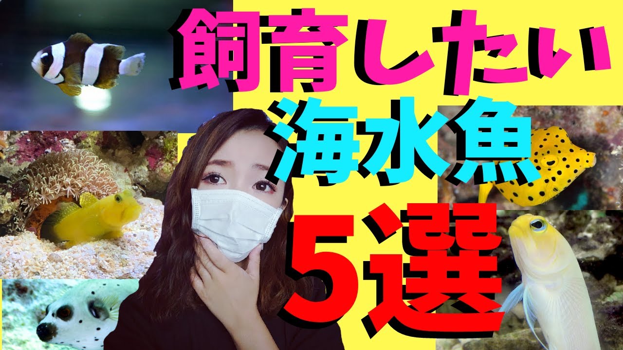 飼育したい海水魚 5選 魅惑のマリンアクアリウム My Marine Aquarium Moamoaちゃんねる Youtube 飼育したい海水魚 5選 魅惑のマリンアクアリウム My Marine Aquarium Moamoaちゃんねる Youtube