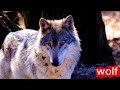 Learn Animal Sounds for Children 🎶🦁 | 30 Amazing Animals | Fun Kids Educational Video