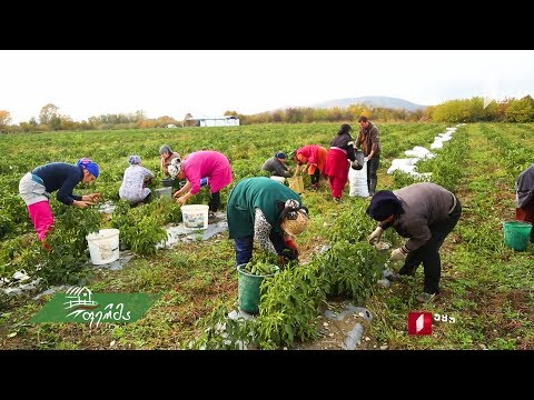 #ფერმა ლაგოდეხში - ადგილობრივი სოფლის მეურნეობა და ბიზნესპროექტები