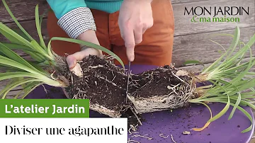 Quand et comment diviser des agapanthes ?