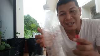 Cara Mudah Pasang Perangkap Fruit Fly Yang Suka Merosakkan Cili