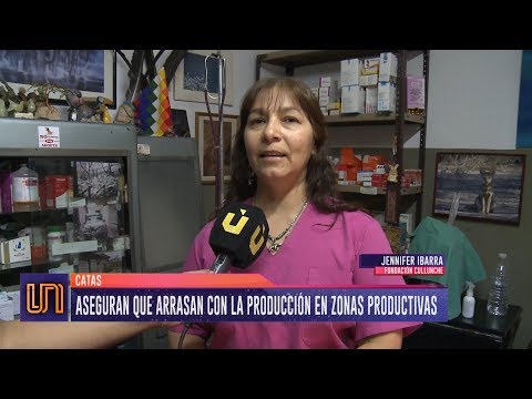 Cómo erradicar la plaga de catas en zonas productivas