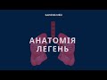 Анатомія легень 1: галуження бронхів та сегменти. Дихальний цикл