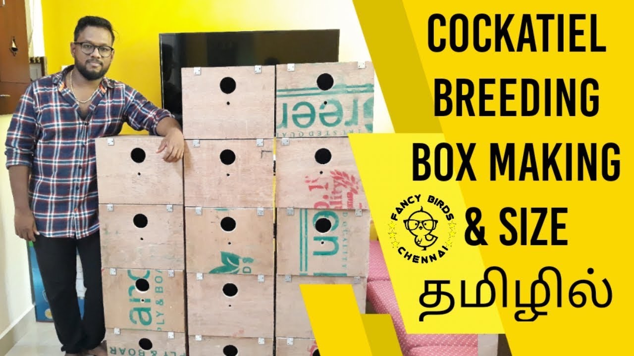 Cockatiel Breeding Box Making & Size | தமிழில் | Fancy Birds Chennai