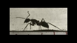 Ants stomp, termites tiptoe screenshot 4