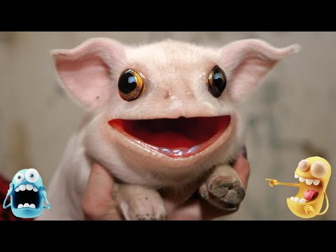 try-not-to-laugh-impossible-2019---funny-animal-compilation---hardest-version-clean