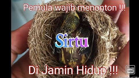 Cara meloloh anakan sirtu/cipoh