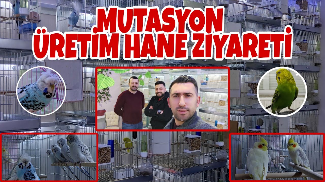 Teksas, Fallow, Lacewing, Lutino Muhabbet Kuşu Üretim Hane Ziyareti