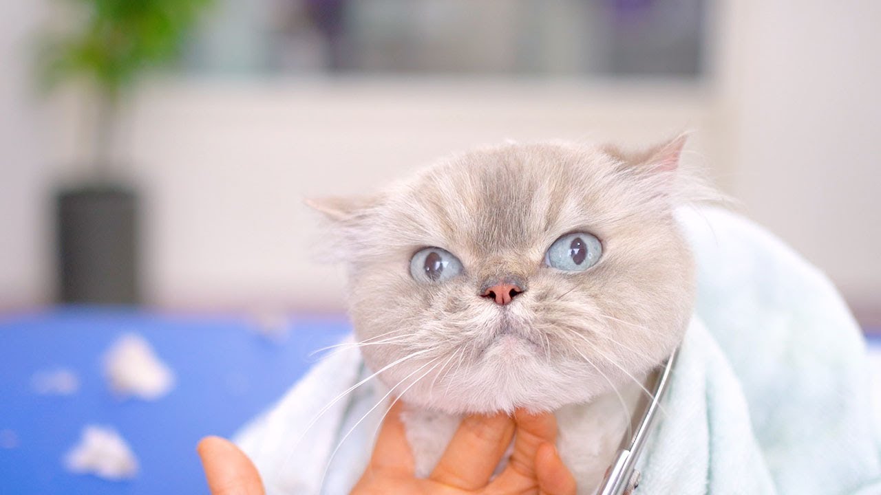 A cute blue-eyed cat. scary !!😻🛁✂️❤️