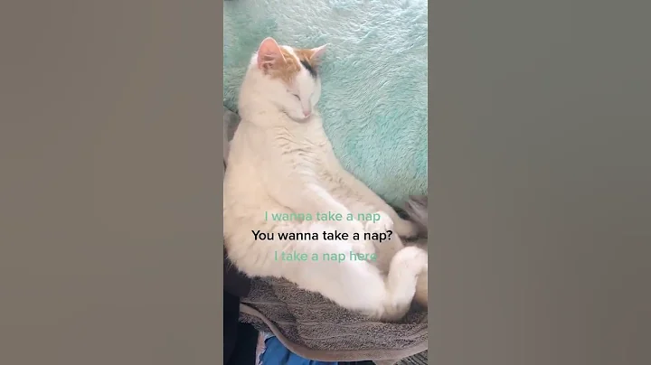 Cat | I wanna take a nap Marie cat #shorts