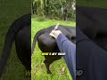 This Guy Tricks Cows with Love — Genius Move! #viralvideo #trending #viral