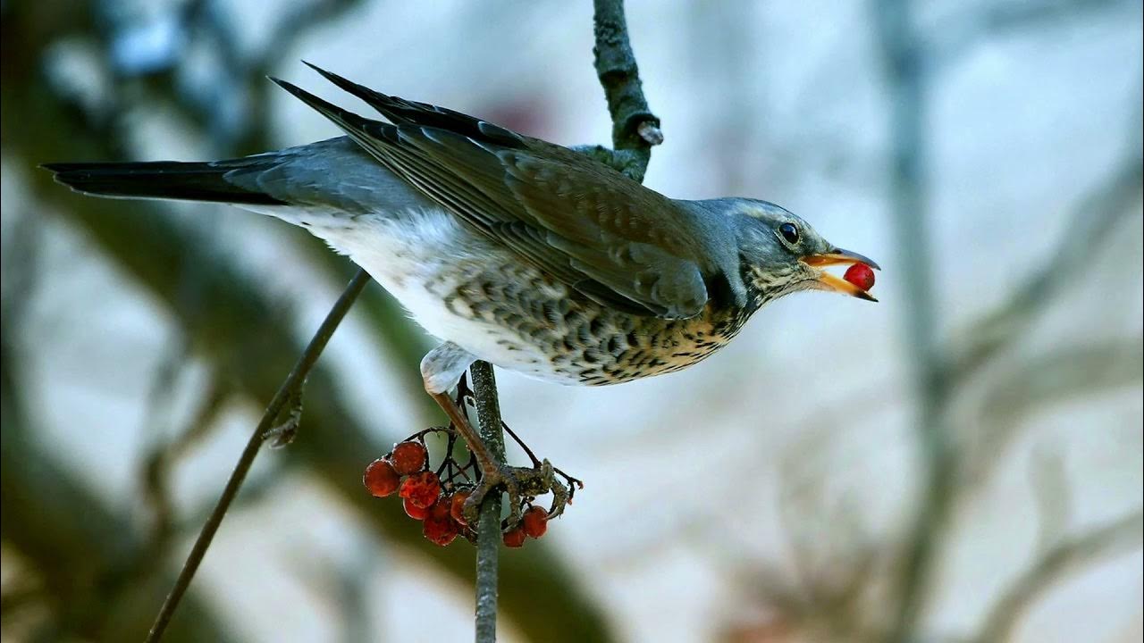 New birds chirping ringtone 2021. Cuckoo bird. Koyal sound. YouTube