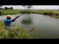 fish hunting | snake head fish catching | 🎣 village fishing