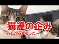 【おもしろ猫動画】オヤツを盗み取ろうとして、見つかった猫達のあたふた感がたまらん！