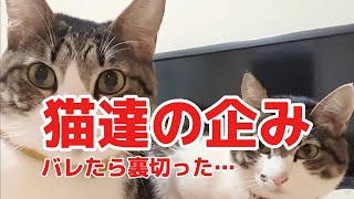 おもしろ猫動画】オヤツを盗み取ろうとして、見つかった猫達のあたふた