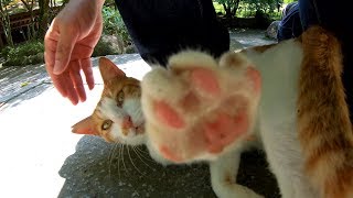 茶シロ猫が「もっとモフってくれ」と後をついてきた